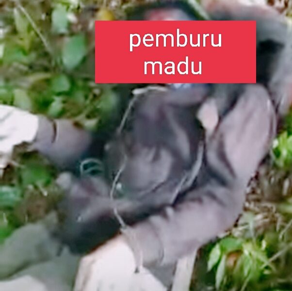 Ade Regang Nyawa Saat Mencari madu di Hutan