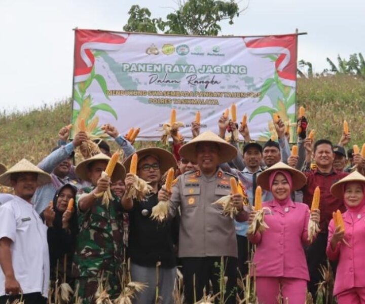 POLRES TASIKMALAYA PANAEM JAGUNG DI WILAYAH SODONGHILIR