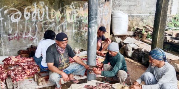 SINGASARI SEMBELIH SAPI DAN KAMBING, GELORAKAN IDUL ADHA 1446 HIJRIYAH