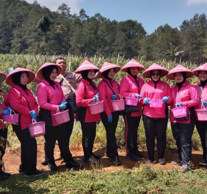 Bhayangkari Polsek Cicalengka Laksanakan Panen Raya, Wujud Dukungan Terhadap Sumber  Ketahanan Pangan Warga