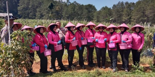 Bhayangkari Polsek Cicalengka Laksanakan Panen Raya, Wujud Dukungan Terhadap Sumber  Ketahanan Pangan Warga
