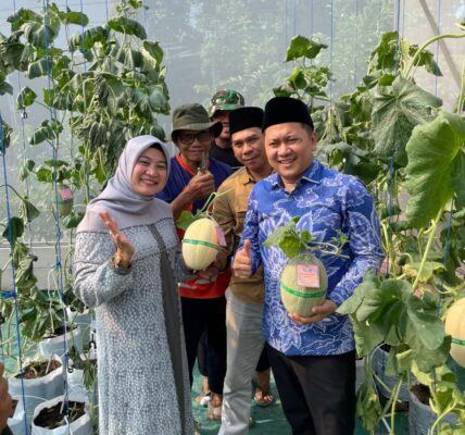 Selaras Farm : Pertanian Modern Panen Melon di tengah komplek