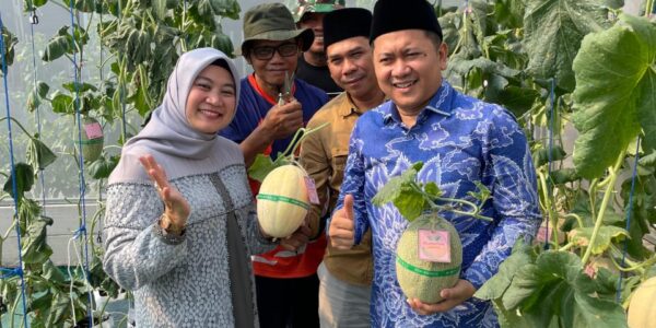 Selaras Farm : Pertanian Modern Panen Melon di tengah komplek