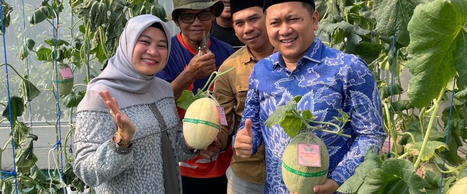 Selaras Farm : Pertanian Modern Panen Melon di tengah komplek Selaras Farm : Pertanian Modern Panen Melon di tengah komplek
