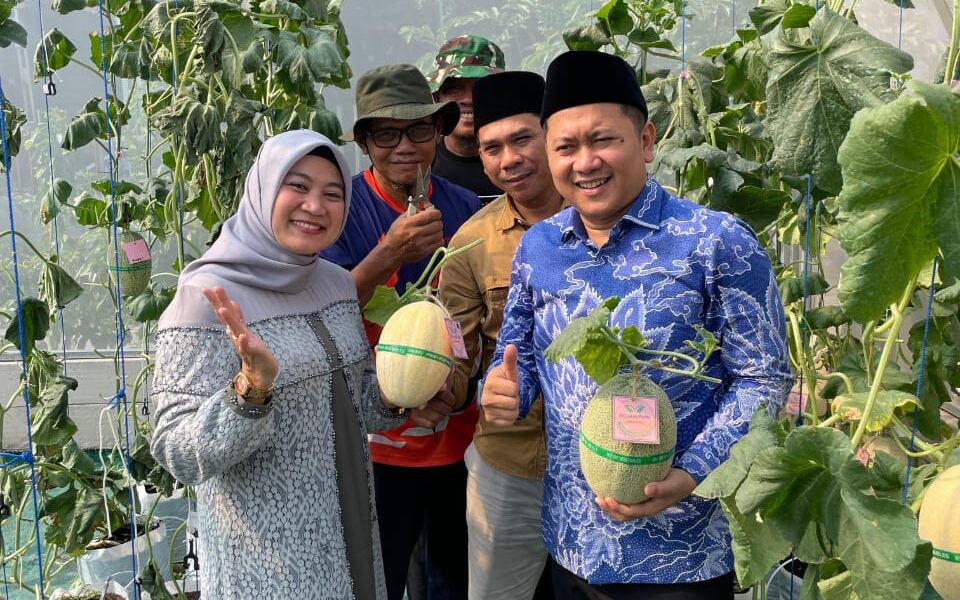 Selaras Farm : Pertanian Modern Panen Melon di tengah komplek
