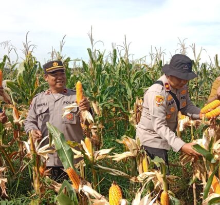 Pokdar Kamtibmas Sektor Cicalengka Hadiri Panen Raya Jagung Kuartal III Bersama Polsek Cicalengka